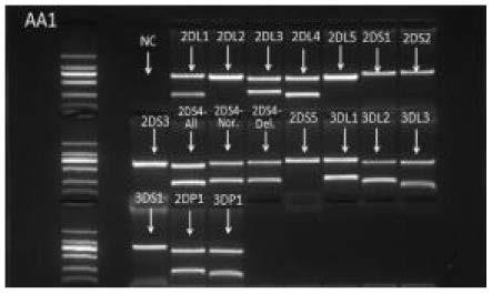 一种KIR基因分型检测引物组和试剂盒的制作方法