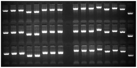 一种快速长片段扩增酶及其在KIR基因测序中的应用的制作方法