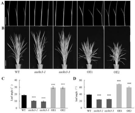 水稻OsCKX3基因在调控水稻叶夹角中的应用