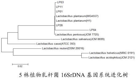 植物乳杆菌LP11、其发酵液及制备方法和应用与流程