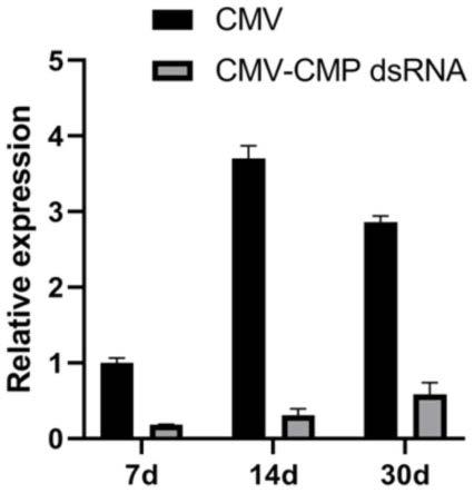 特异性抗烟草CMV病毒的dsRNA及其体外合成引物和抗病性的应用的制作方法