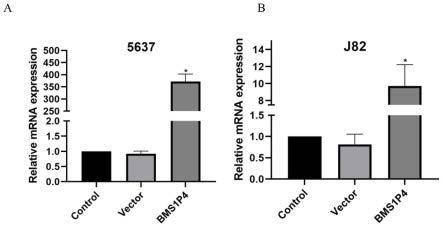 BMS1P4基因在制备用于抑制膀胱癌细胞的药物中的用途