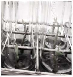 利用无菌微扦插生根的高效繁殖沉香组培种苗的方法