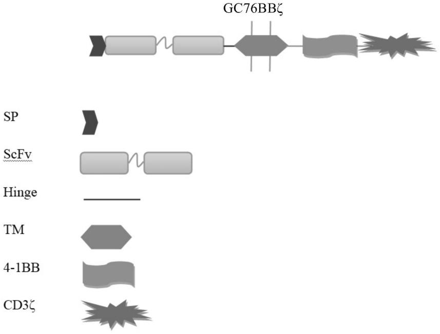 一种靶向GPC3嵌合抗原受体T细胞及其应用的制作方法