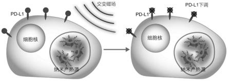 一种普适的可降低肿瘤细胞表面PD-L1表达的装置和方法