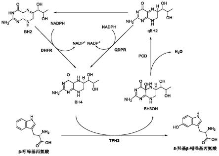 以β-吲哚基丙氨酸为底物合成5-羟基β-吲哚基丙氨酸的方法及其应用与流程