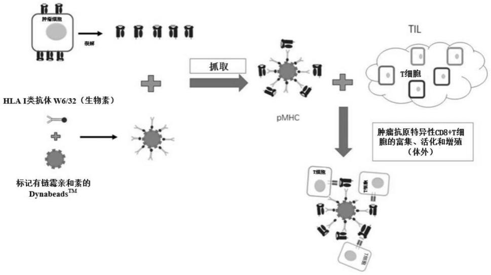 一种肿瘤抗原/MHC-I复合物及其制备方法和用途与流程