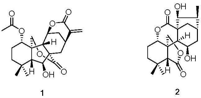 一种从鄂西香茶菜中提取的化合物1和化合物2及其制备方法与应用