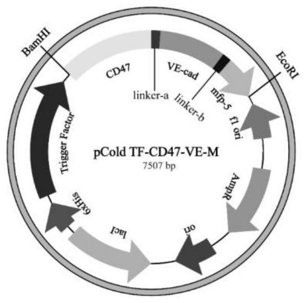 CD47-VE-M融合蛋白、制备方法及其应用
