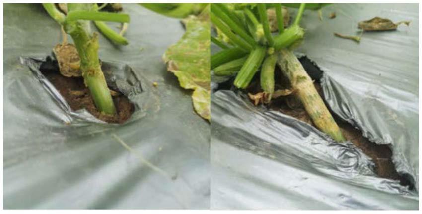 一种抗根腐病黄瓜砧木材料种子的获得方法与流程