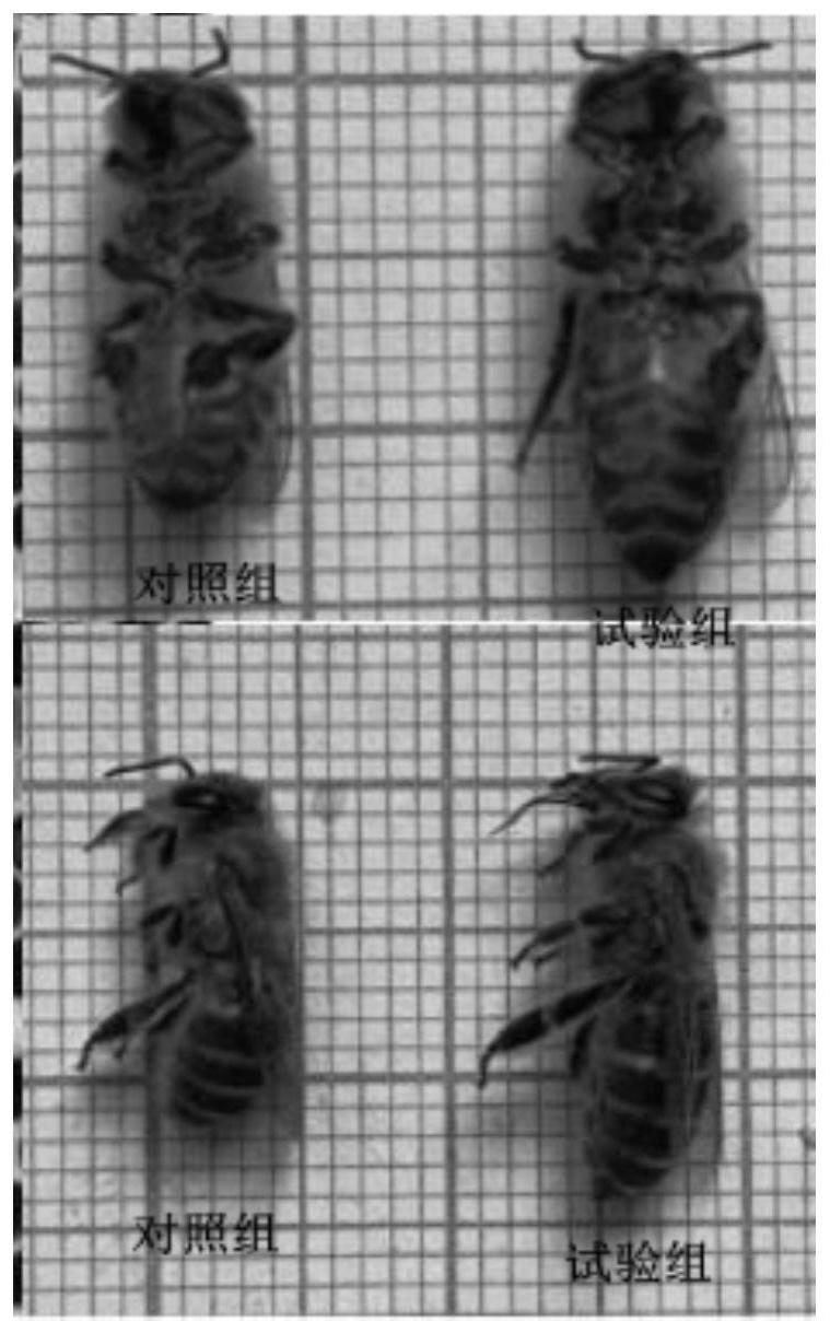 一种中蜂蜂王、工蜂和雄蜂的培育方法