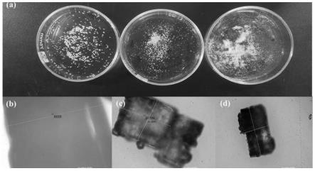碳纳米管/聚多巴胺-还原氧化石墨烯/三维互联多孔硅橡胶复合材料及其制备方法和应用