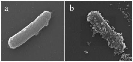 一种希瓦氏菌-纳米材料杂合细胞的构建方法及其应用