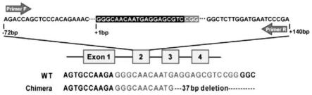 一种ApoC3基因敲除仓鼠模型的构建方法