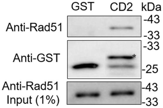 一种Rad51重组酶的抑制肽及其在提升化疗药物癌症杀伤效力中的应用