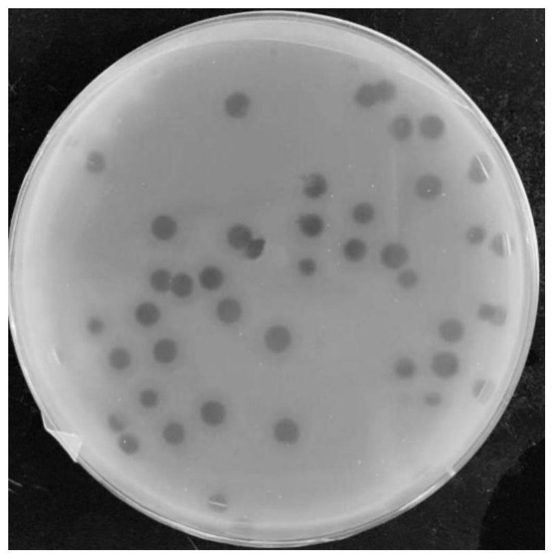 丁香假单胞菌噬菌体CXP1及其应用
