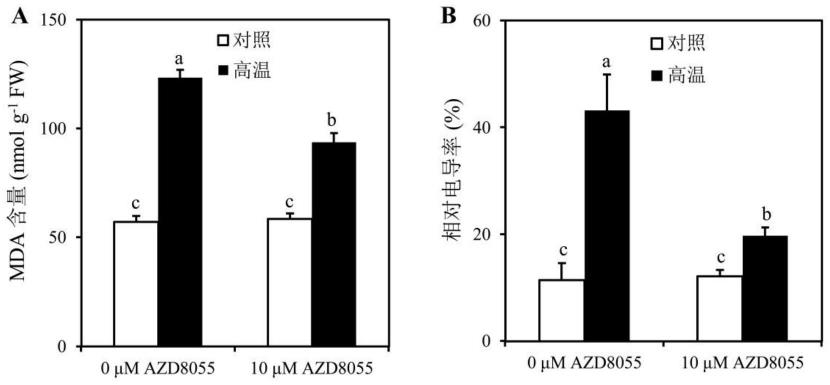 AZD8055在增强珙桐幼苗耐热性中的应用