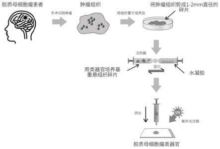 基于水凝胶的胶质母细胞瘤类器官的构建方法、类器官模型和应用