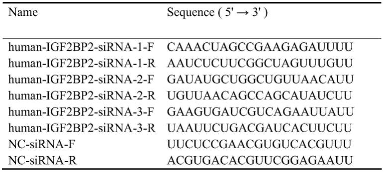 用于下调ALKBH5基因和/或下调IGF2BP2基因表达的试剂及其应用