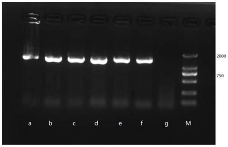 杂交鹅掌楸分生组织生长关键基因LhWOX4及其应用