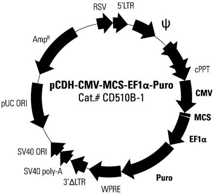 靶向实体肿瘤细胞B7-H3蛋白的CAR载体、CAR-T细胞及其构建方法和应用与流程