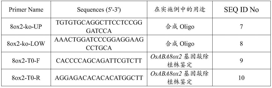 OsABA8ox2基因在调控弱势粒灌浆、提高种子耐老化及幼苗耐冷性的应用
