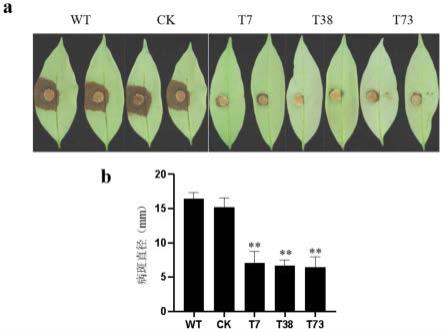 基因PlMYB1R及其在防治荔枝霜疫霉病中的应用