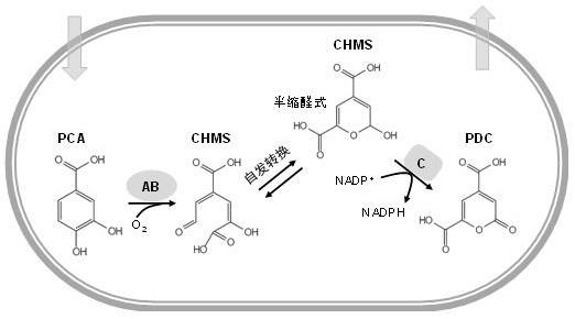 一种全细胞催化生产2-吡喃酮-4,6-二羧酸的方法