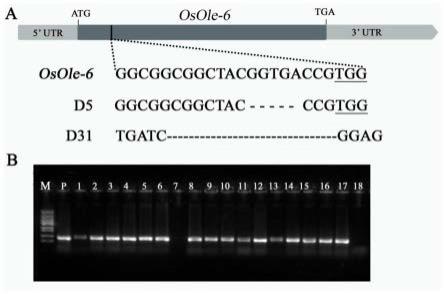 一种水稻油体蛋白基因OsOle6及其编码蛋白与应用
