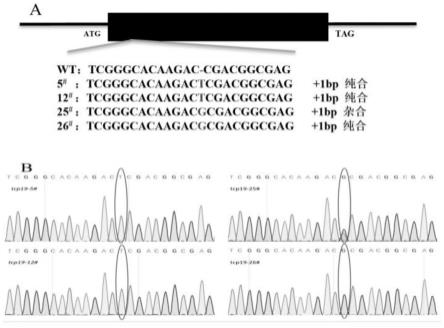 TCP19蛋白在调控水稻抗纹枯病中的应用