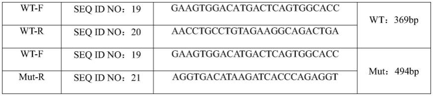 CD20基因人源化非人动物的构建方法及应用与流程