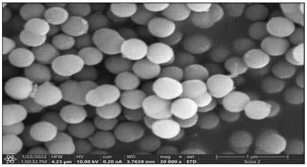 一种具有抗炎特性的纳米生物活性玻璃及其制备方法