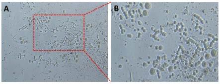 一种改良的小鼠卵巢生殖干细胞的分离培养方法