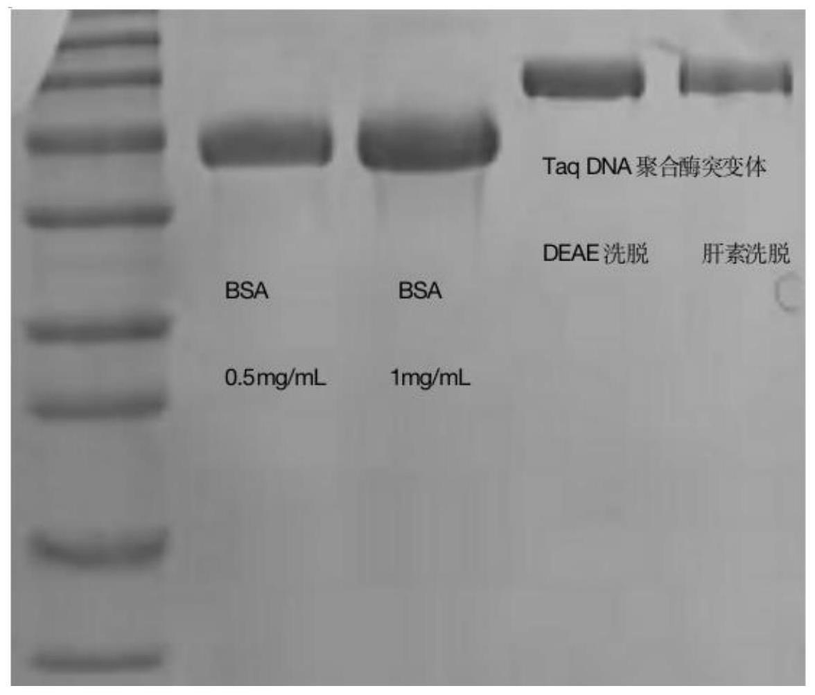 一种TaqDNA聚合酶突变体及其制备方法和应用与流程