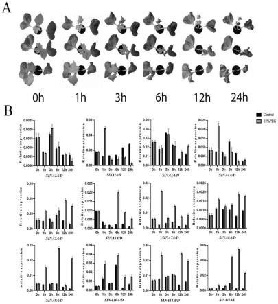 棉花SINAE3泛素连接酶基因在提高植物抗旱性中的应用的制作方法