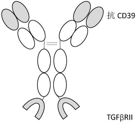 靶向CD39和TGFBETA的新型缀合物分子的制作方法