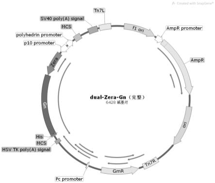 一种克里米亚-刚果出血热病毒Zera-Gn蛋白纳米颗粒、制备方法及其用途