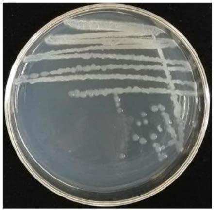 一株唾液芽孢杆菌Bacillussiamensis及其应用
