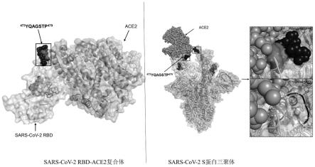 靶向SARS-CoV-2受体结合基序的单克隆抗体及其识别抗原表位和应用