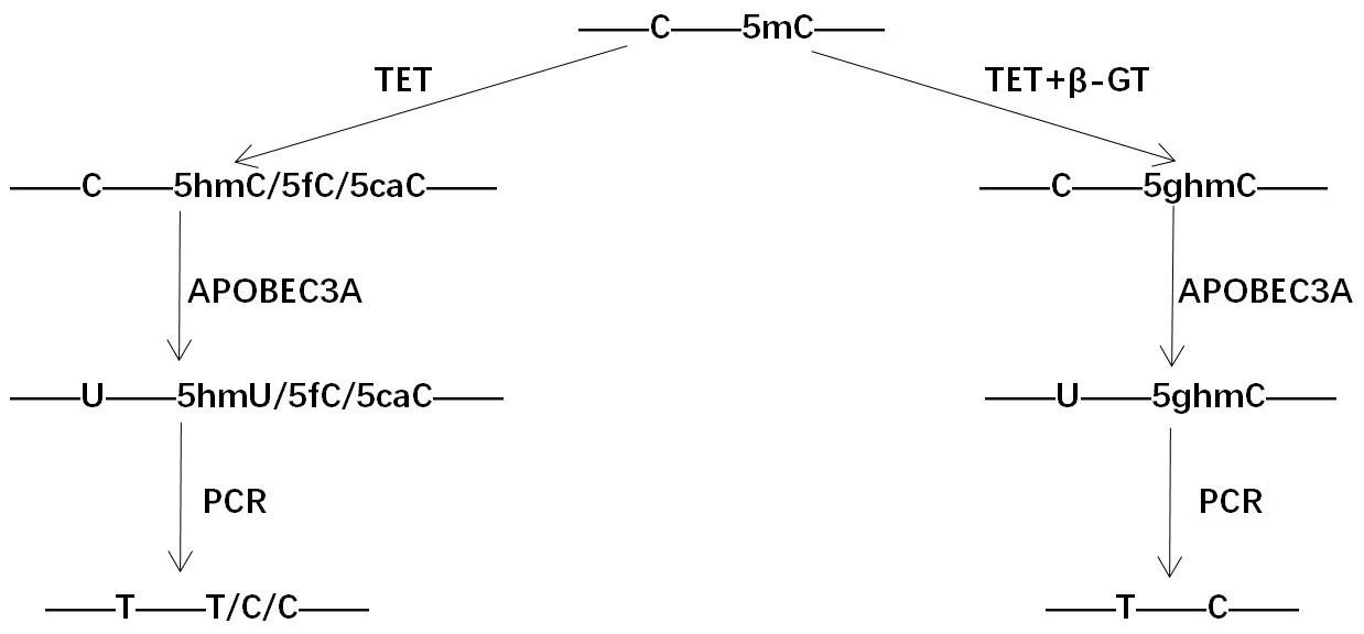 一种检测TET酶氧化能力的方法与流程