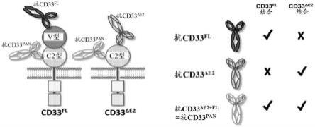 靶向CD33的嵌合抗原受体的制作方法