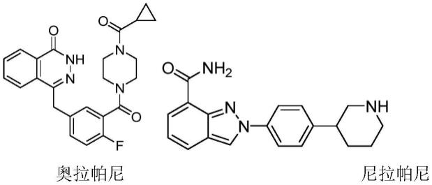一种含有5-溴代汉防己甲素甲酸乙酯与PARP-1抑制剂的药物组合物的制作方法