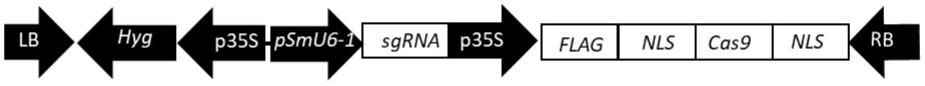 一种提高茄子基因编辑效率的CRISPR/Cas9载体