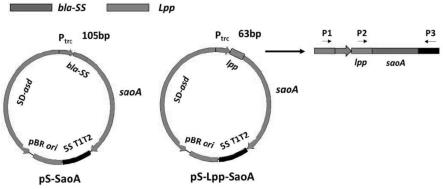 一种基于Lpp引导序列靶向呈递和高效表达外源抗原的重组沙门菌构建方法