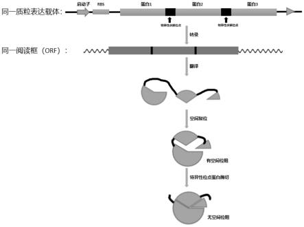 利用特异性酶切位点的多亚基蛋白共表达方法与流程