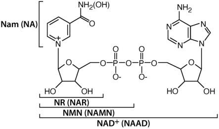 通过微生物方法产生NMN及其衍生物与流程