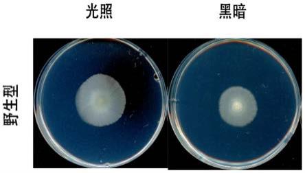 一种甘蔗鞭黑粉菌菌丝体的培养方法及其应用