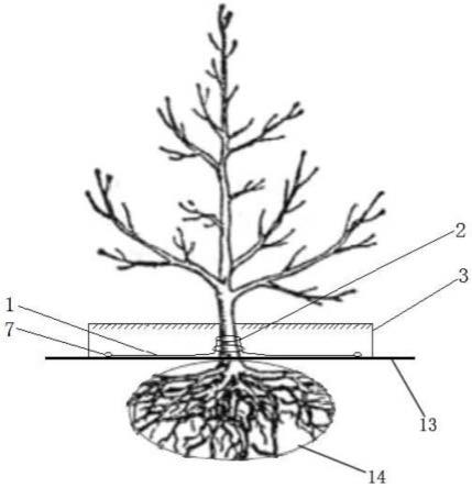 一种提高大树移栽存活率的装置的制作方法