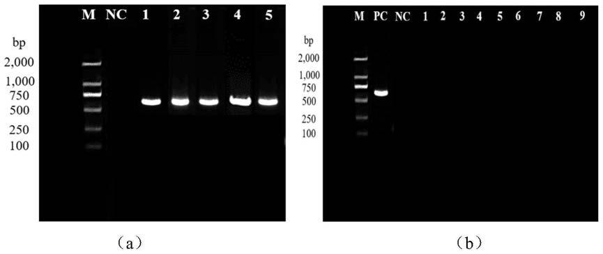 一种快速检测鉴定铜绿假单胞菌的PCR方法