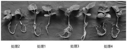 一种促进葫芦高密度生长并降低镉吸收的菌株及其应用